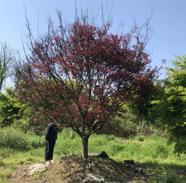T402號紅楓18公分，分枝點65公分，高4.5米，蓬4米。唯一編號
