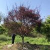 T402號紅楓18公分，分枝點65公分，高4.5米，蓬4米。唯一編號