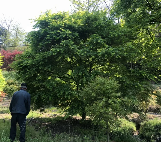 T415號雞爪槭16.5公分，分枝點65公分，高5米，蓬5米，唯一編號
