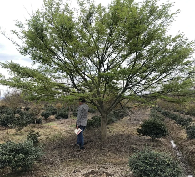 322號雞爪槭20.8公分，分枝點70公分，高5.5米，蓬6米。唯一編號。