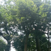 樸樹 胸徑38公分，分枝點2米8