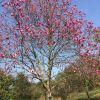 紅玉蘭12一18公分