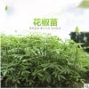 花椒苗 2019年新產(chǎn)品樹苗 花椒 種苗 量大從優(yōu) 商家直銷
