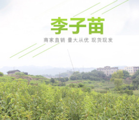 脆紅李 蜂糖李 青脆李 李子苗2019年新產品樹苗