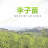 脆紅李 蜂糖李 青脆李 李子苗2019年新產(chǎn)品樹苗