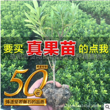 綠化工程小苗 杜鵑紅花繼木紅葉石楠法國冬青金邊黃楊女貞梔子