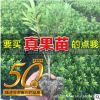 綠化工程小苗 杜鵑紅花繼木紅葉石楠法國冬青金邊黃楊女貞梔子