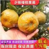 少核無核椪柑苗蘆柑苗味甜少核湖南果樹果苗批發(fā)
