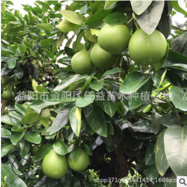 平和琯溪白肉蜜柚苗味甜化渣品種優(yōu)湖南果苗果樹批發(fā)