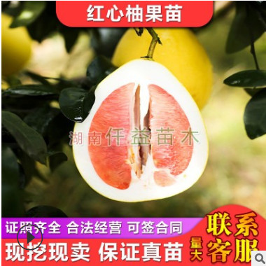 紅心柚子苗琯溪紅肉蜜柚苗果肉鮮紅湖南果苗果樹批發(fā)