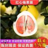 紅心柚子苗琯溪紅肉蜜柚苗果肉鮮紅湖南果苗果樹批發(fā)