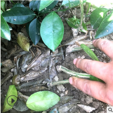嫁接藥枳殼苗 藥橘苗 不是臭橘樹兩個(gè)月即可采收湖南果苗果樹批發(fā)
