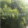 基地苗木叢竹景觀綠化園林別墅植物工程用苗價格優惠別墅綠化批發