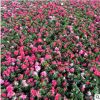 廠家苗木供應西洋杜 比利什杜鵑綠化鮮花園林植物 園藝裝修西洋鵑