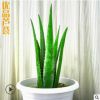 3年庫拉索蘆薈植物綠植苗美容蘆薈食用蘆薈小苗花卉盆栽