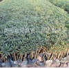 基地批發鳶尾 水生植物鳶尾 德國鳶尾 量大從優