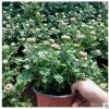 基地直供多頭菊獨本大麗菊耐寒案頭菊 景觀節慶菊花盆栽