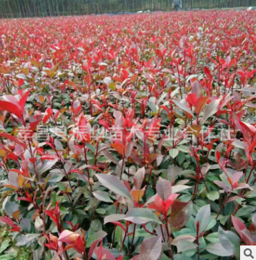 基地直銷 紅葉石楠 工程綠化苗 紅葉石楠小苗 紅葉石楠球