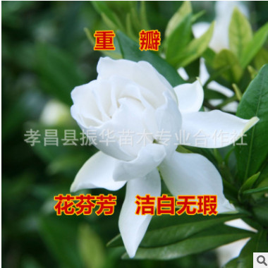 批發梔子花 大小葉梔子花苗盆栽 清香怡人 綠化苗木 可以露地過冬