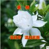 批發梔子花 大小葉梔子花苗盆栽 清香怡人 綠化苗木 可以露地過冬