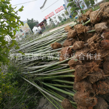 庭院園林綠化植物青竹 品種齊全剛竹 盆栽植物桂竹 竹子