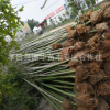 庭院園林綠化植物青竹 品種齊全剛竹 盆栽植物桂竹 竹子