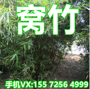 銷售園林綠化窩竹 倭竹批發 河南窩竹 潢川窩竹 四季常綠常青