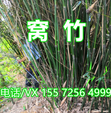批發園林綠化竹子 倭竹 窩竹批發 生長速度快 湖北本地竹子