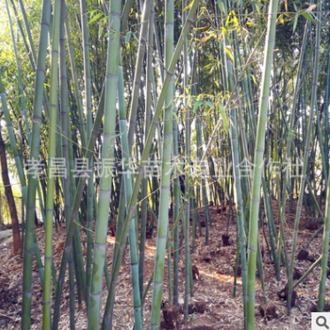 批發青竹 剛竹 淡竹 早園竹苗基地直銷優質竹子苗 大量現貨量大優