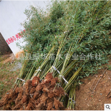 基地批發竹子 剛竹 四季竹 品種全 工程 庭院綠化 量大價優