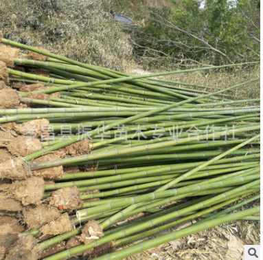 苗木基地 供應竹子 批發出售綠色植物小苗工程苗凈化空氣量大優惠