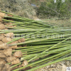 苗木基地 供應竹子 批發出售綠色植物小苗工程苗凈化空氣量大優惠