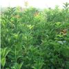 桂花樹苗沉香桂金桂四季桂八月桂盆栽花卉庭院綠植丹桂苗現(xiàn)貨