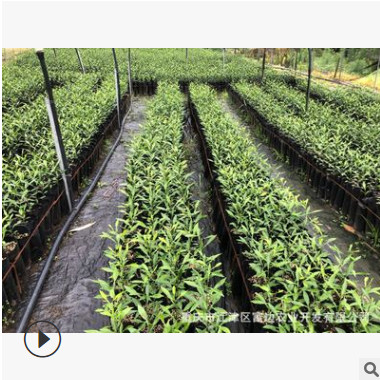 大量出售沃柑橘營養杯苗，量大從優歡迎前來訂購