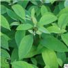 綠化種植長青小苗苗圃樹苗 供應(yīng)各品種四季香樟園林落葉果樹苗木