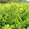 苗圃直銷金葉女貞 金葉女貞小苗 耐寒耐陰庭院裝飾園林植物批發(fā)