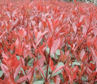 球形紅葉石楠 城市景觀道路工程苗 批發果樹苗木綠化扦插紅葉石楠