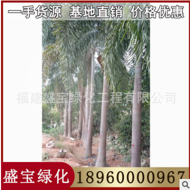 狐尾椰子價(jià)格 狐尾椰子報(bào)價(jià) 農(nóng)戶直銷(xiāo) 漳州基地批發(fā)