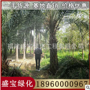 中東海棗價(jià)格 大量低價(jià)供應(yīng) 農(nóng)戶直銷(xiāo) 漳州基地批發(fā)
