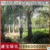 中東海棗價格 大量低價供應 農戶直銷 漳州基地批發