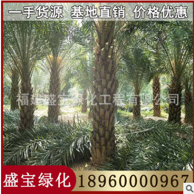 漳州中東海棗基地 銀海棗 各種規(guī)格供應(yīng) 歡迎咨詢