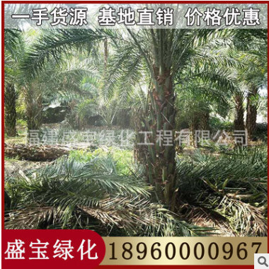 福建中東海棗基地 中東海棗移植苗 各種規(guī)格供應(yīng)