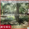 福建中東海棗基地 中東海棗移植苗 各種規格供應