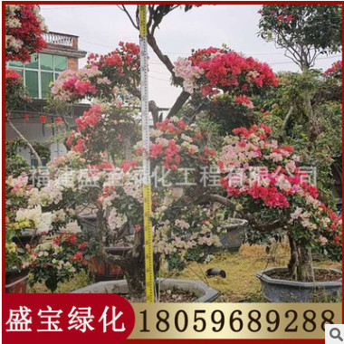 多色嫁接三角梅 一樹(shù)多花 各種造型品種批發(fā)
