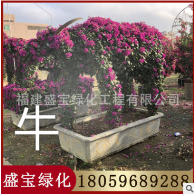牛動(dòng)物造型三角梅 三角梅十二生肖 園林景觀工程供應(yīng)
