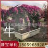 牛動物造型三角梅 三角梅十二生肖 園林景觀工程供應