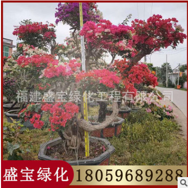多色嫁接三角梅 一樹(shù)多花 價(jià)格3800元 福建基地直銷(xiāo)