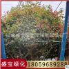 三角梅五雀大樁 三角梅五雀盆景 各種規格供應
