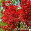 基地直供 日本紅楓美國紅楓 紅楓樹苗盆栽 四季紅紅楓 價(jià)格合理