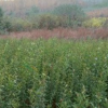 大葉女貞 園林綠化苗 種植大葉女貞樹苗庭院地栽 高桿女貞苗
